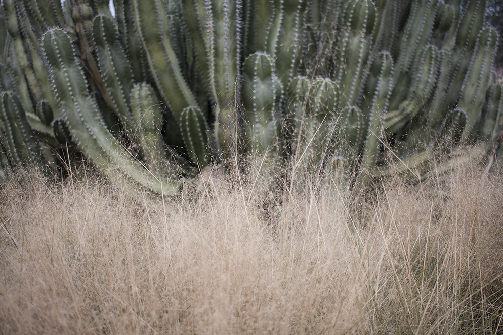 Cacti and Tall Grass