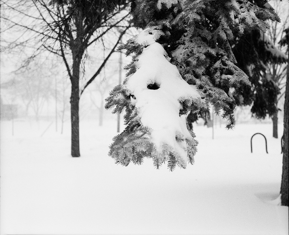Covered Evergreen Branch in Blizzard