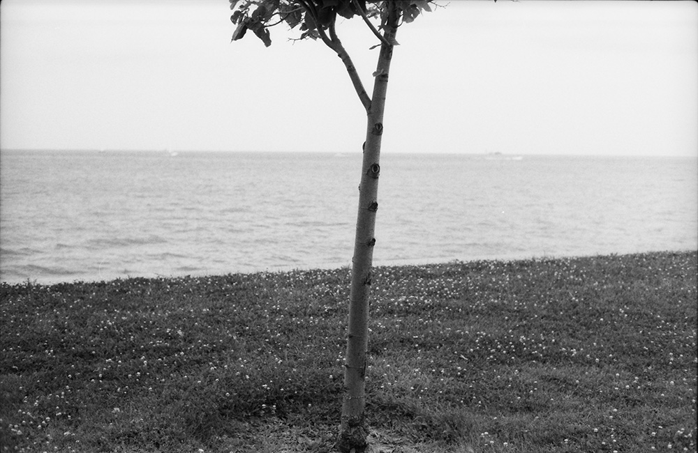 Tree Near the Shoreline