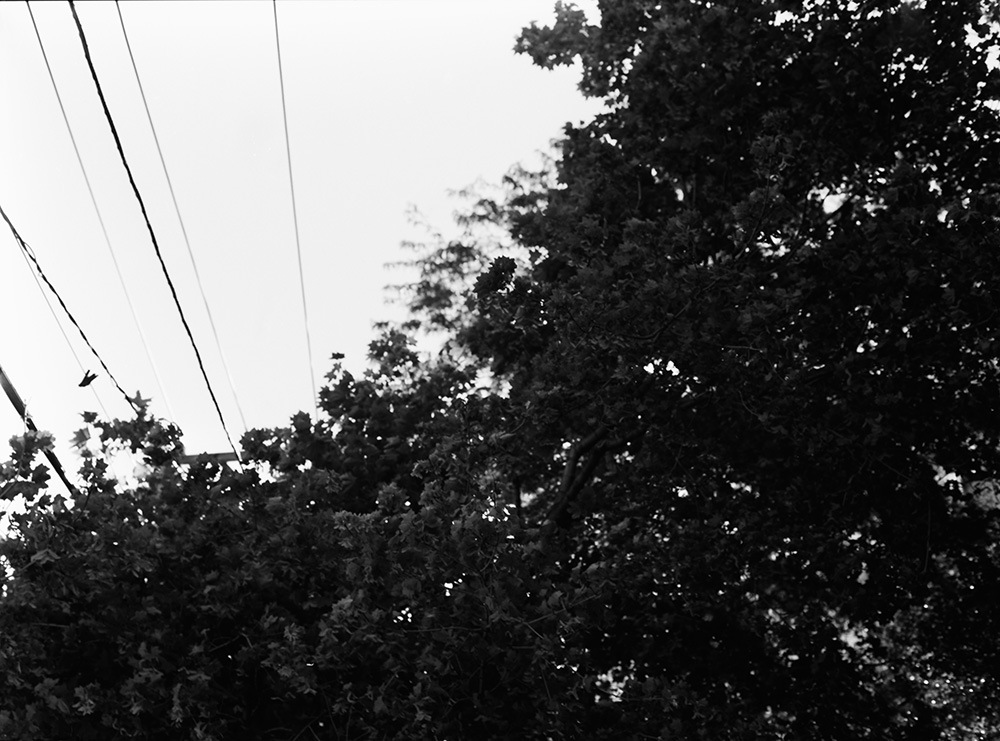 Power Lines Over a Tree 1