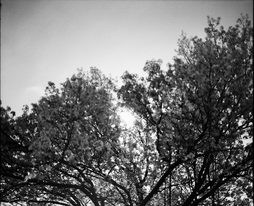 Moon Through a Tree 2