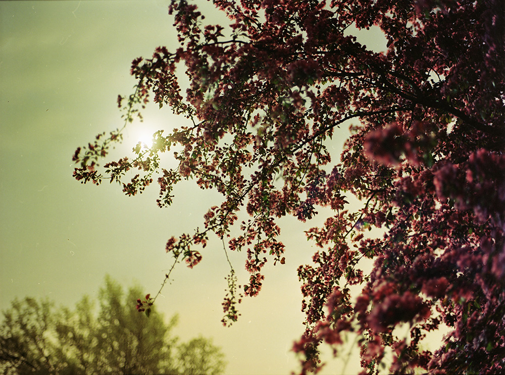 Moon and Blossoming Tree 2