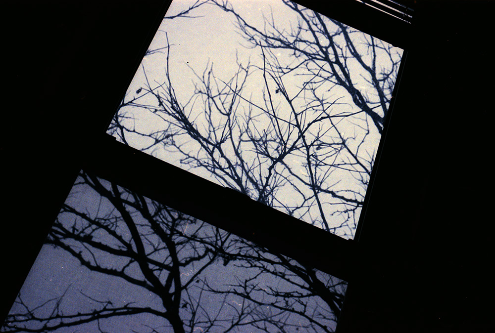 Branches out our Window