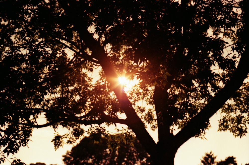 Sun Through a Campus Tree 2