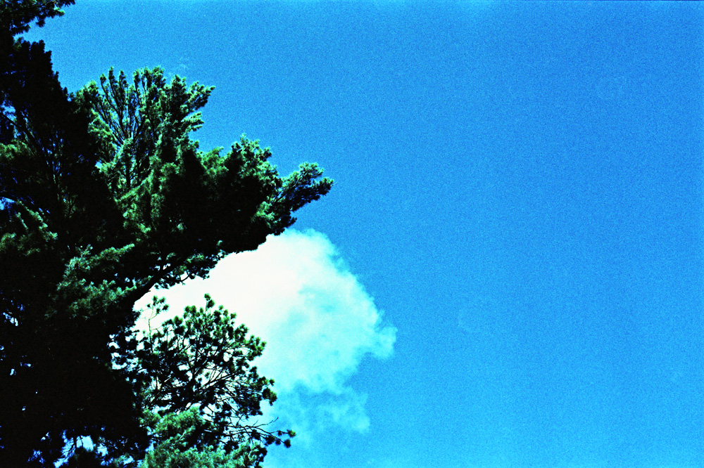 Clouds Behind Pines