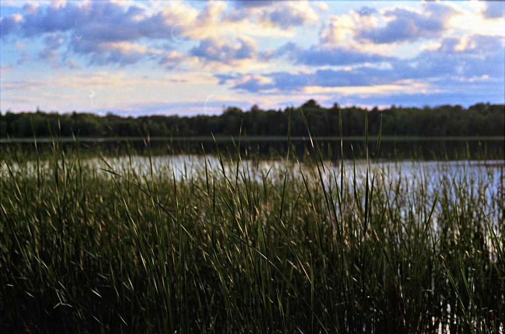 Reeds and Clouds