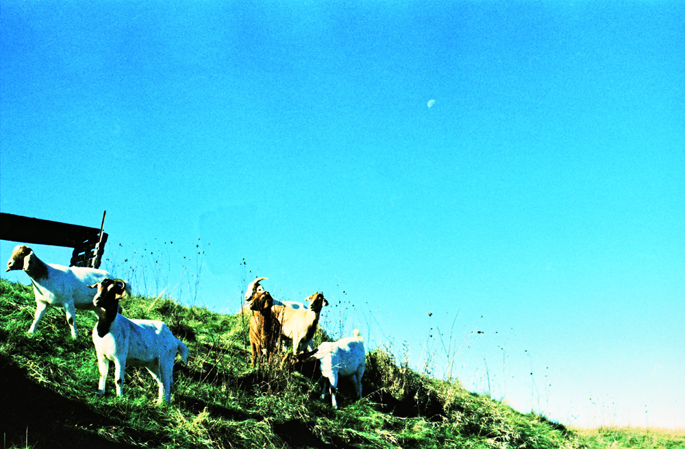 Goats on a Hill 1