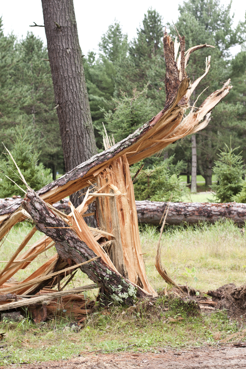 Toppled Tall Pines 2