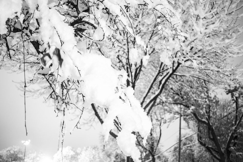 Fresh Snow on a Tree 1