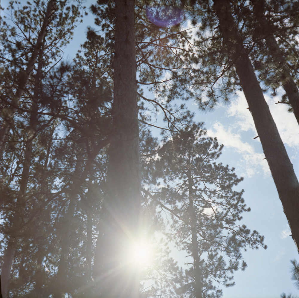 Sun Through Tall Pines