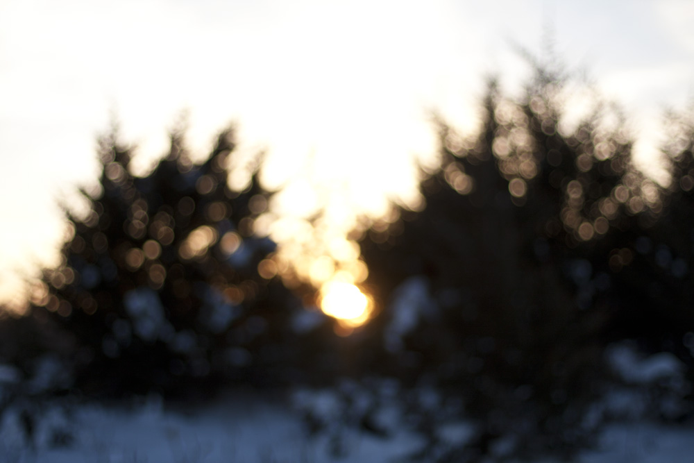 Out of Focus Sunset Through Pines 2