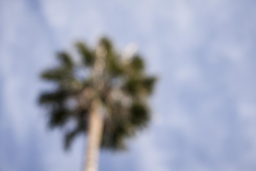 Tall Palm Out of Focus