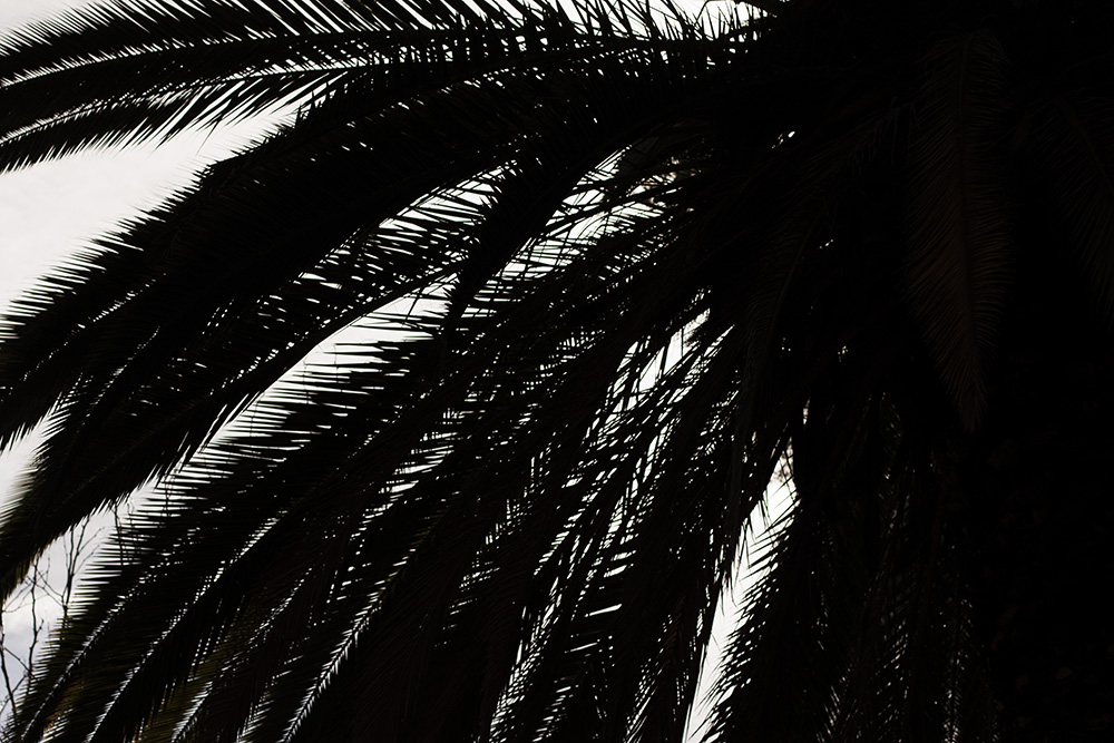 Dark Palm