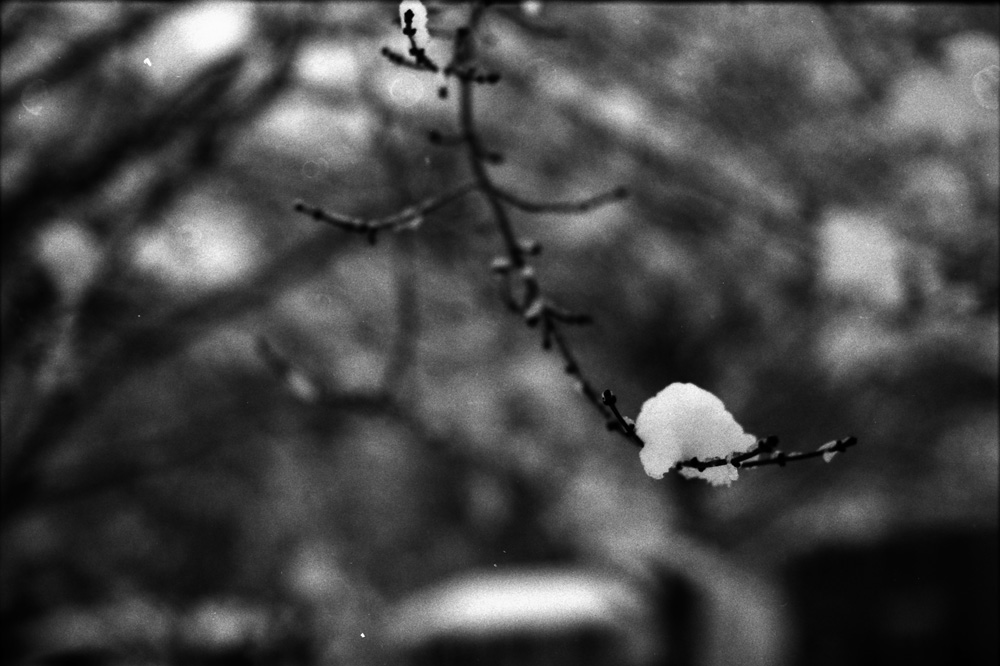 Snow on a Branch 2