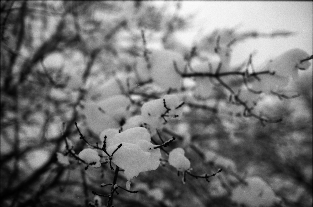 Snow on a Branch 3