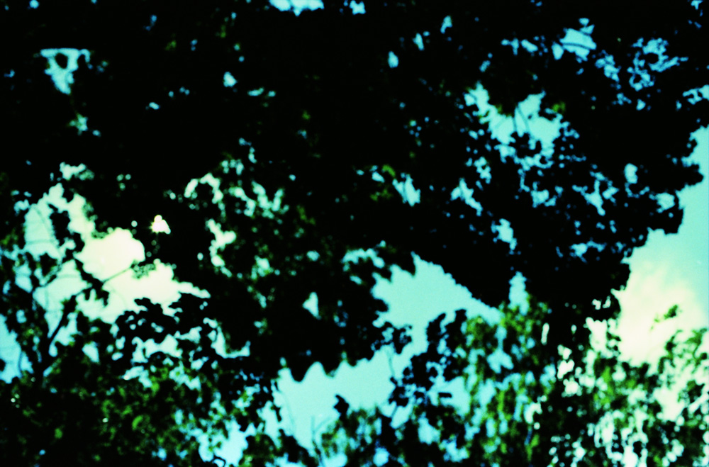 Cross-Processed Out of Focus Trees 5