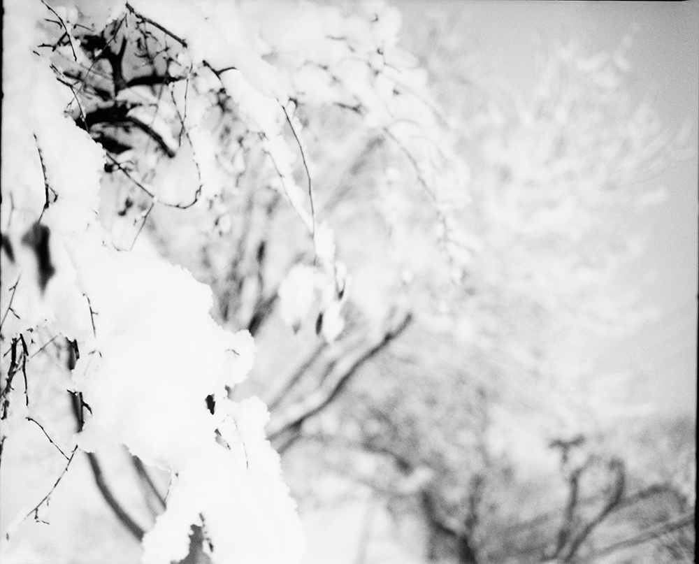 Snow-Covered Crabapple Trees 5