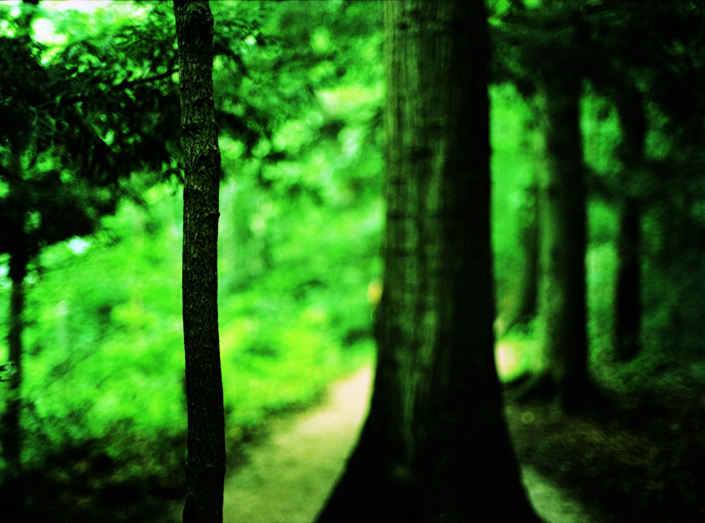 Cross-Processed Trees in Path