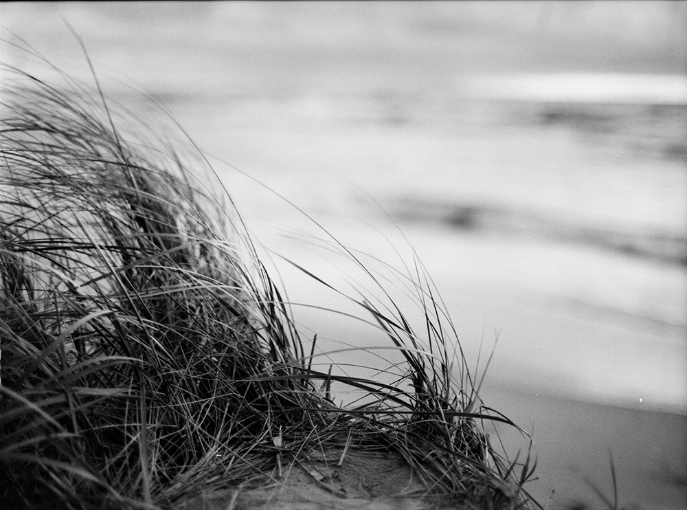 Grass on a Sand Dune