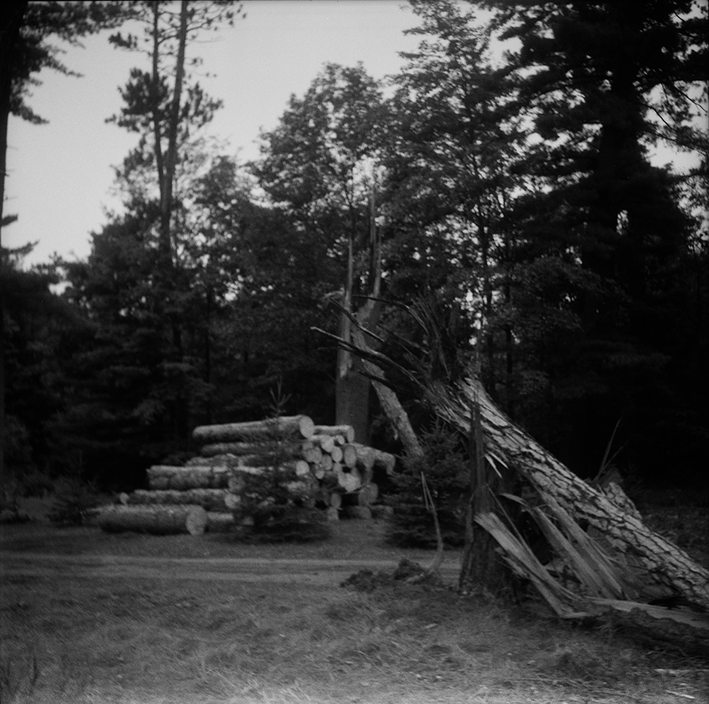 Toppled Tall Pines 22
