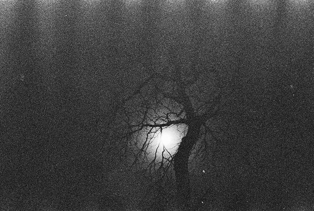 Moon Behind Tree