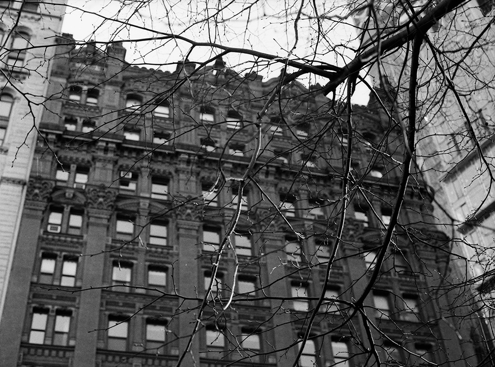Trees and Buildings Downtown 2