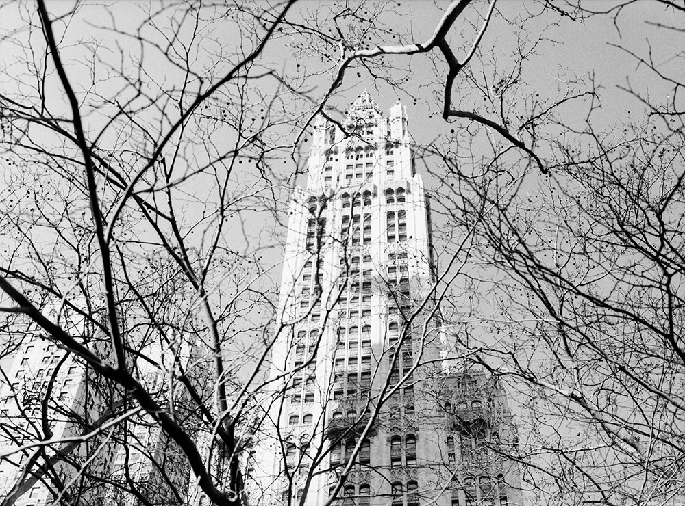 Trees and Buildings Downtown 3