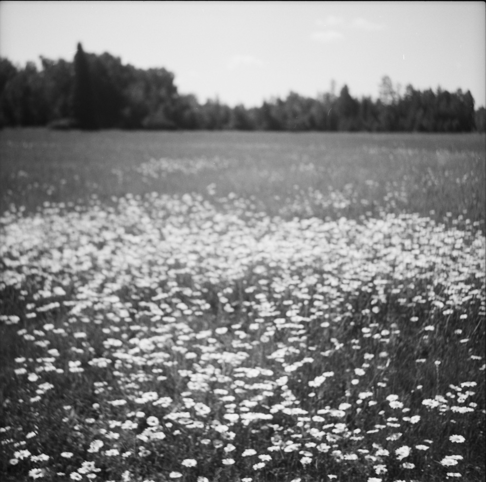 A Field Of Daisies 2
