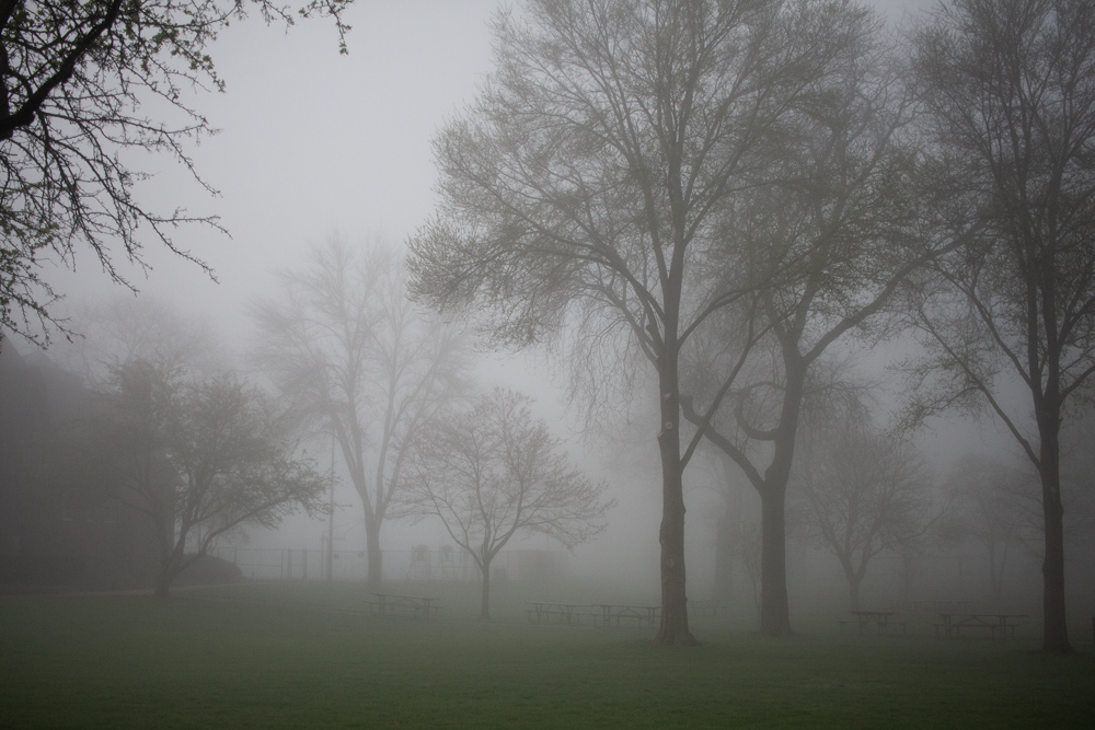 Neighborhood Fog 29