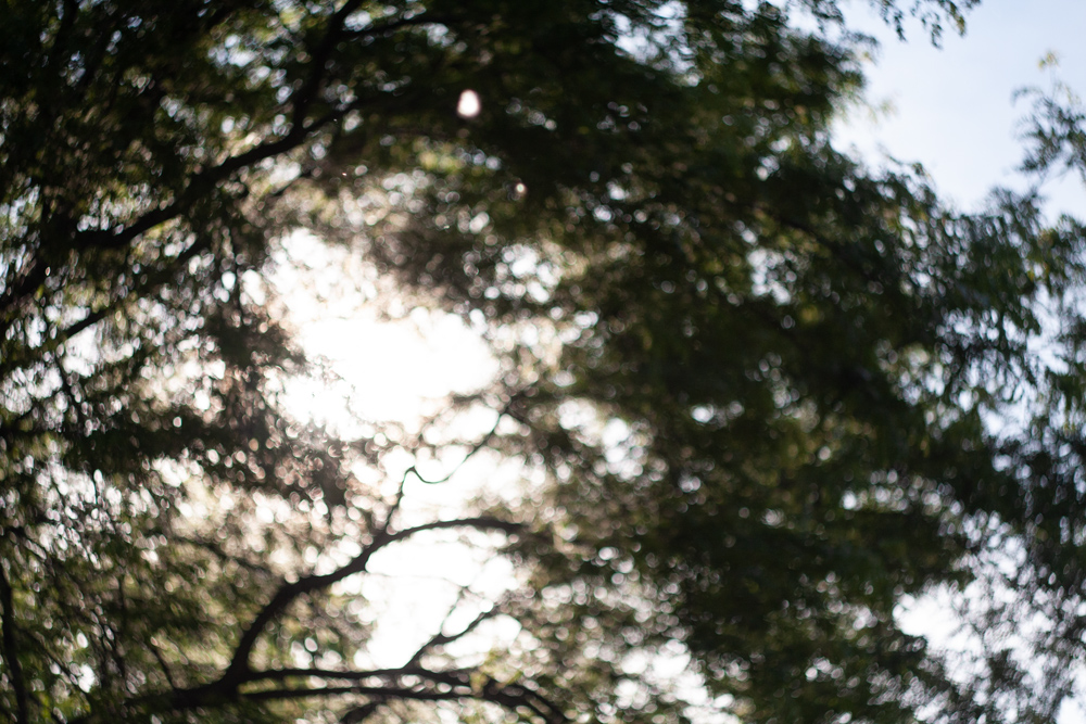 Out of Focus Sun Through Trees 3
