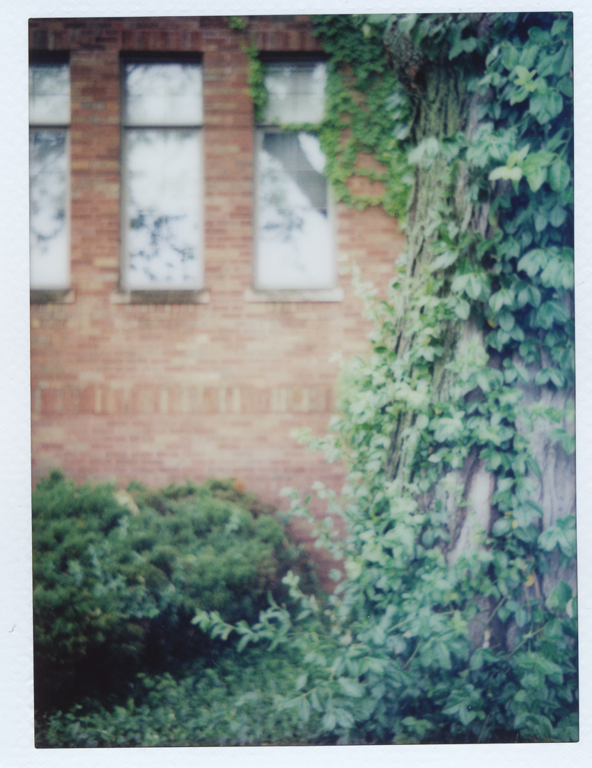 Instax Ivy and Tree and Windows