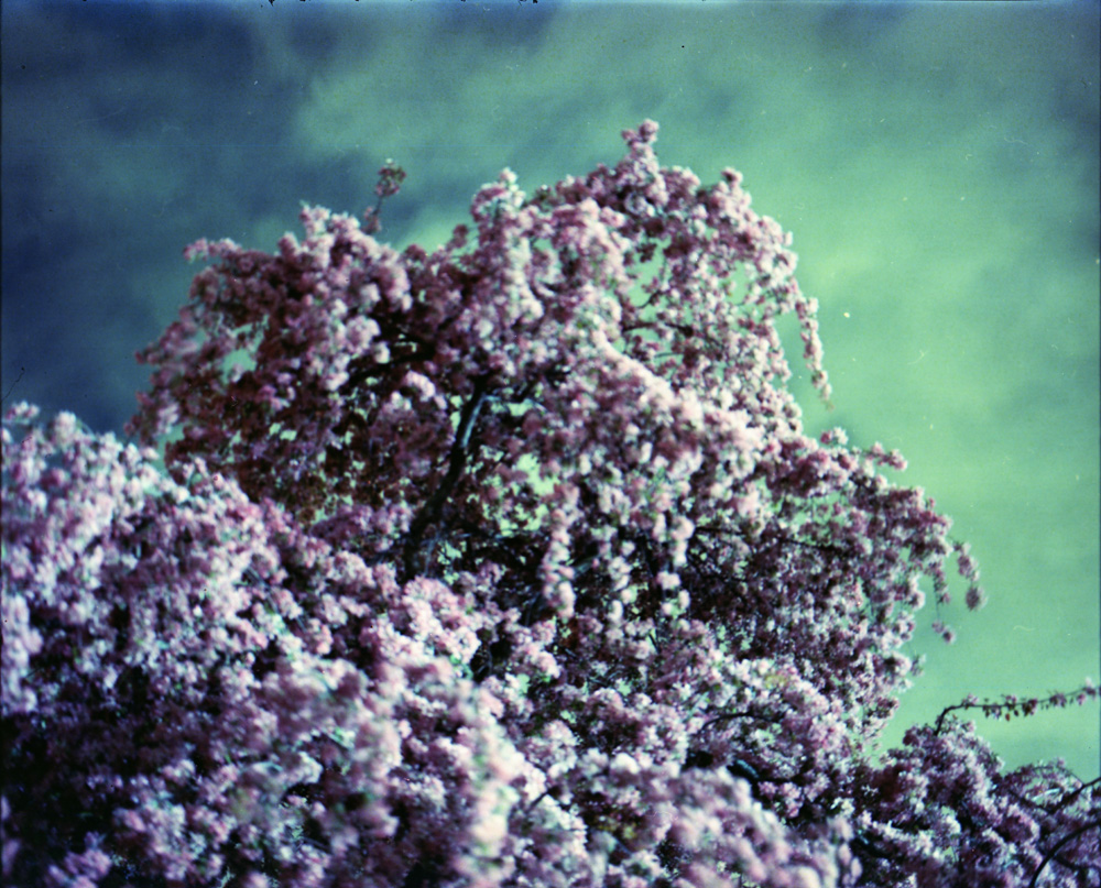 Crabapple Blossoms 3