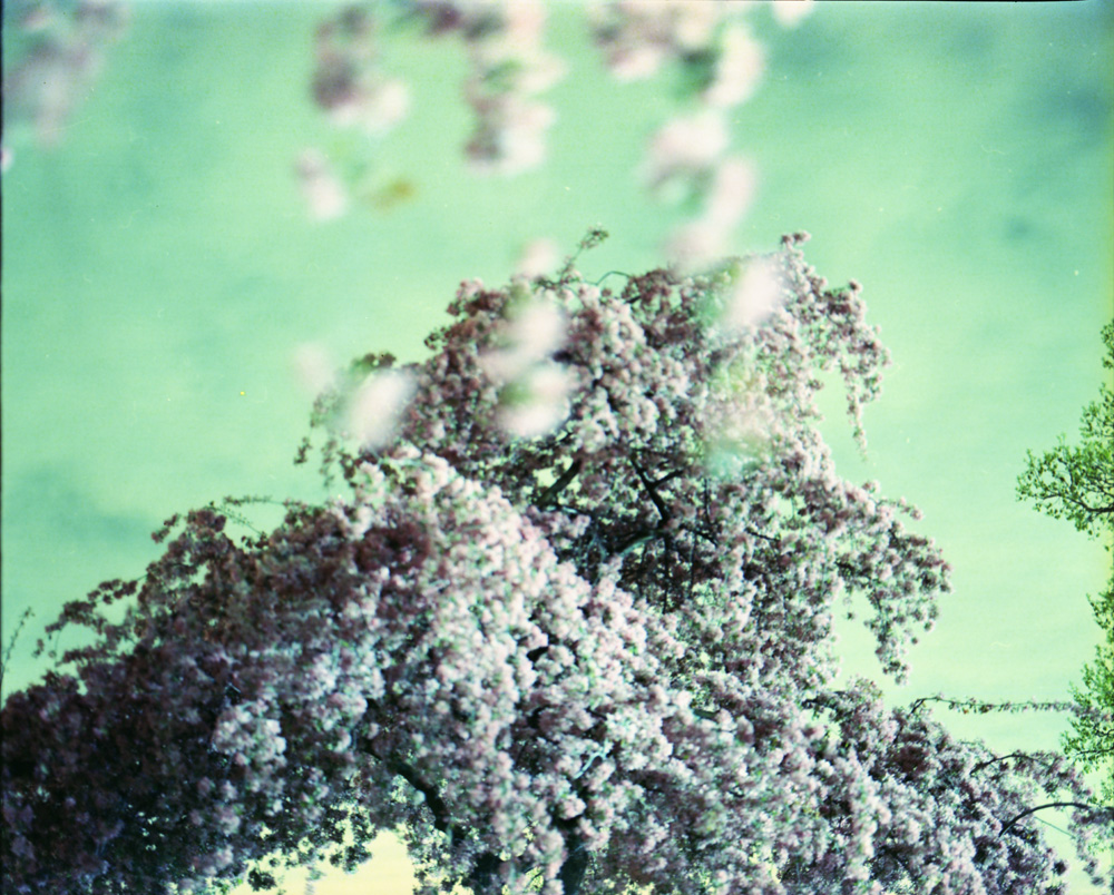 Crabapple Blossoms 5