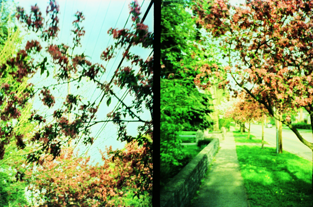 Blooming Trees Over Sidewalk 1