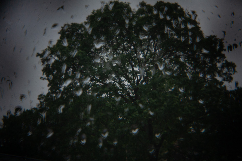 Rain and Trees Out the Window