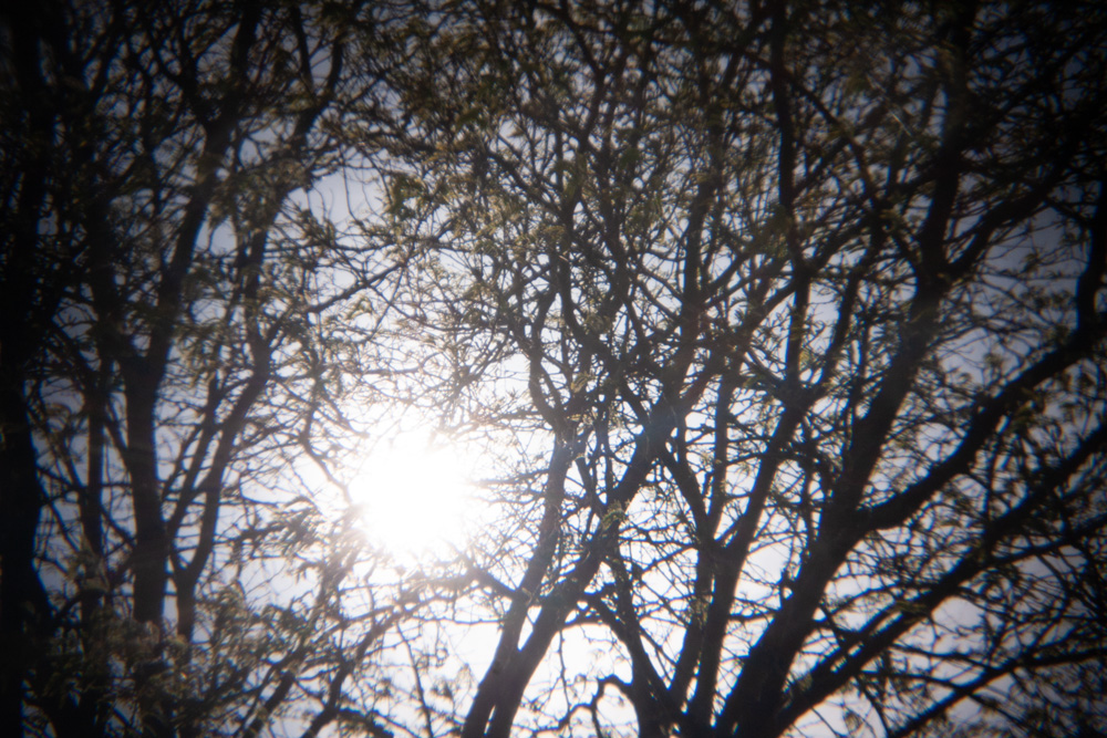 Sun Through Trees 10